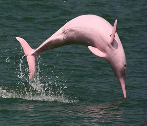 DOLPHIN WATCHING,PIG AND TAN ISLANDS