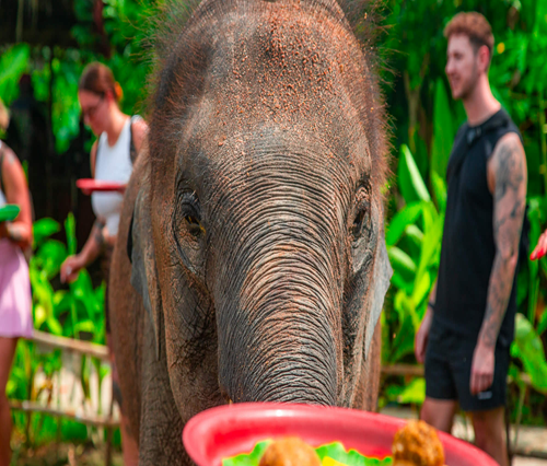 ELEPHANT&JUNGLE TOUR