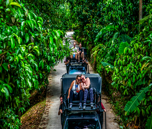SAMUI JUNGLE SAFARI TOUR BY JEEP