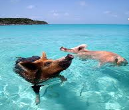 (3GEMs of SAMUI)PIG & TAN & RAP ISLANDS(Half Day) by Speedboat