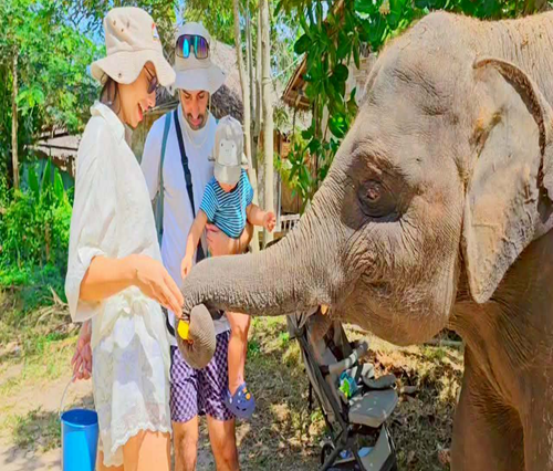FEEDING ELEPHANT