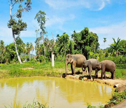 ELEPHANT WORLD SAMUI