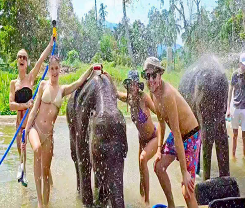 FEED & SHOWER ELEPHANT